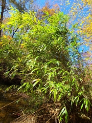 Pseudosasa japonica