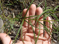 Brachystigma wrightii