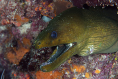 Gymnothorax funebris