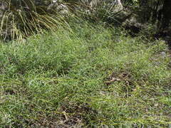 Brachystigma wrightii