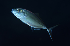 Caranx ruber