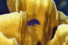 Microspathodon chrysurus