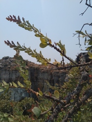 Loranthaceae