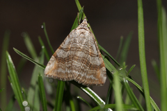 Aplocera plagiata