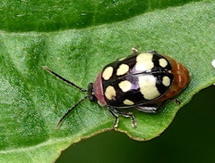 Alagoasa trifasciata