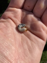 Popillia japonica