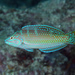 Puddingwife Wrasse - Photo (c) terence zahner, some rights reserved (CC BY-NC), uploaded by terence zahner