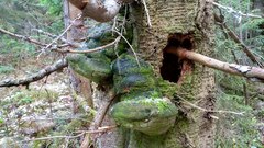 Fomitiporia hartigii