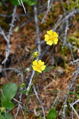 Potentilla × prostrata