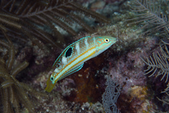 Halichoeres radiatus