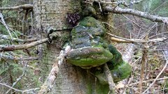 Fomitiporia hartigii