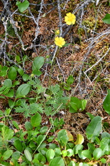 Potentilla × prostrata