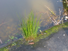 Eleocharis palustris