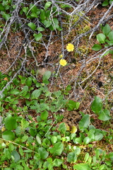 Potentilla × prostrata