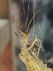 Latrodectus geometricus