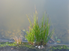 Eleocharis palustris