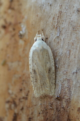 Agonopterix