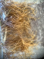 Hypnum circinale