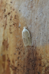 Agonopterix