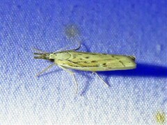 Fissicrambus quadrinotellus