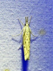 Fissicrambus quadrinotellus