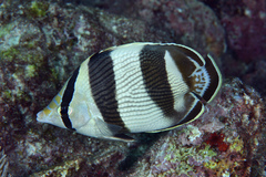 Chaetodon striatus