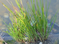 Eleocharis palustris