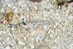Coryphopterus dicrus