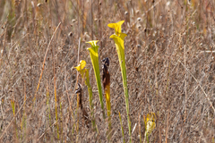 Sarracenia flava