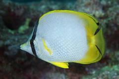 Chaetodon ocellatus