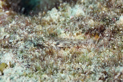 Coryphopterus dicrus