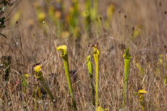 Sarracenia flava