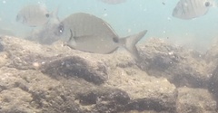 Diplodus