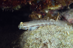 Gnatholepis thompsoni