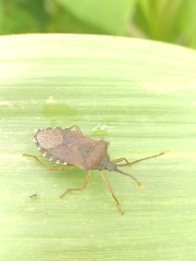 Hypselonotini