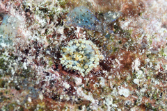 Bellactis caeruleus