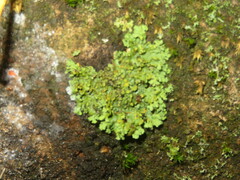 Phaeophyscia orbicularis