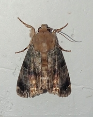 Dyops chromatophila