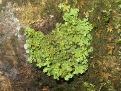 Phaeophyscia orbicularis