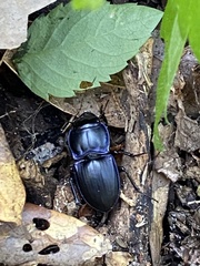 Pasimachus subsulcatus