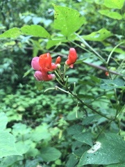 Phaseolus coccineus