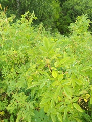 Rosa majalis