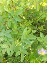 Rosa majalis