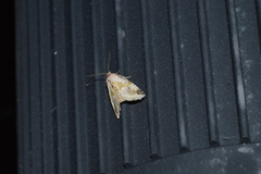 Maliattha synochitis