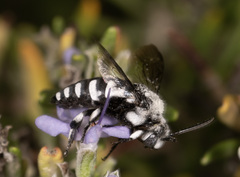 Thyreus histrionicus