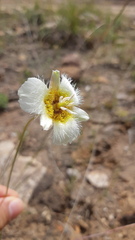 Calochortus ownbeyi