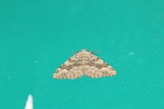 Coenotephria ablutaria