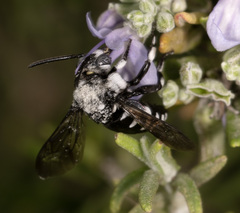 Thyreus histrionicus