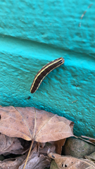 Trichordestra legitima