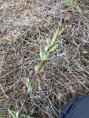 Ruellia drummondiana